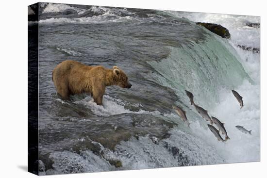 Tourists photographing Brown Bear catching salmon at Brooks Falls, Katmai National Park, Alaska-Keren Su-Stretched Canvas