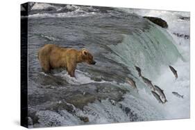 Tourists photographing Brown Bear catching salmon at Brooks Falls, Katmai National Park, Alaska-Keren Su-Stretched Canvas