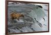 Tourists photographing Brown Bear catching salmon at Brooks Falls, Katmai National Park, Alaska-Keren Su-Framed Photographic Print