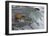 Tourists photographing Brown Bear catching salmon at Brooks Falls, Katmai National Park, Alaska-Keren Su-Framed Photographic Print