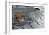 Tourists photographing Brown Bear catching salmon at Brooks Falls, Katmai National Park, Alaska-Keren Su-Framed Photographic Print