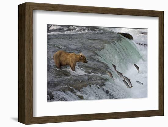 Tourists photographing Brown Bear catching salmon at Brooks Falls, Katmai National Park, Alaska-Keren Su-Framed Photographic Print