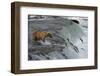 Tourists photographing Brown Bear catching salmon at Brooks Falls, Katmai National Park, Alaska-Keren Su-Framed Photographic Print