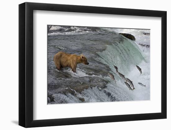 Tourists photographing Brown Bear catching salmon at Brooks Falls, Katmai National Park, Alaska-Keren Su-Framed Photographic Print