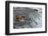 Tourists photographing Brown Bear catching salmon at Brooks Falls, Katmai National Park, Alaska-Keren Su-Framed Photographic Print