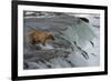 Tourists photographing Brown Bear catching salmon at Brooks Falls, Katmai National Park, Alaska-Keren Su-Framed Photographic Print