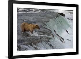 Tourists photographing Brown Bear catching salmon at Brooks Falls, Katmai National Park, Alaska-Keren Su-Framed Photographic Print