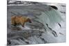 Tourists photographing Brown Bear catching salmon at Brooks Falls, Katmai National Park, Alaska-Keren Su-Mounted Photographic Print