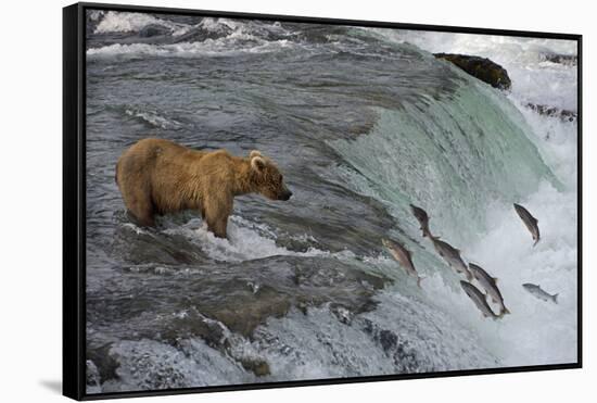 Tourists photographing Brown Bear catching salmon at Brooks Falls, Katmai National Park, Alaska-Keren Su-Framed Stretched Canvas