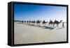 Tourists Riding on Camels on Cable Beach, Broome, Western Australia, Australia, Pacific-Michael Runkel-Framed Stretched Canvas