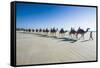 Tourists Riding on Camels on Cable Beach, Broome, Western Australia, Australia, Pacific-Michael Runkel-Framed Stretched Canvas