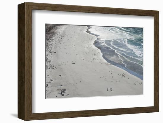 Tourists walking between a huge numbers of Long-tailed gentoo penguins (Pygoscelis papua), Saunders-Michael Runkel-Framed Photographic Print