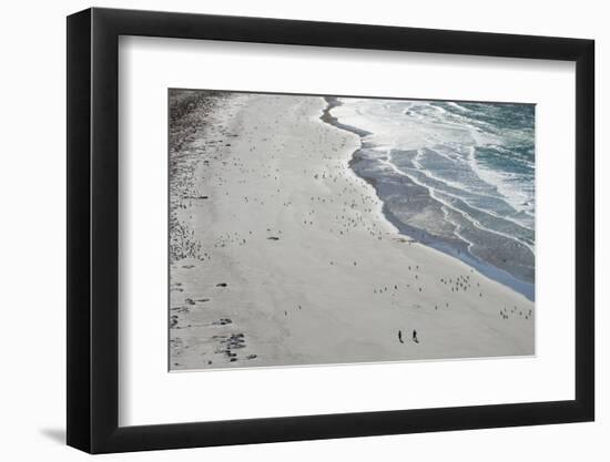 Tourists walking between a huge numbers of Long-tailed gentoo penguins (Pygoscelis papua), Saunders-Michael Runkel-Framed Photographic Print