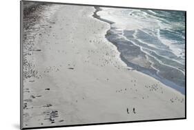 Tourists walking between a huge numbers of Long-tailed gentoo penguins (Pygoscelis papua), Saunders-Michael Runkel-Mounted Photographic Print