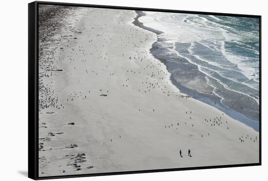 Tourists walking between a huge numbers of Long-tailed gentoo penguins (Pygoscelis papua), Saunders-Michael Runkel-Framed Stretched Canvas