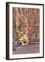 Tourists Walking Through the Siq, Petra, Jordan, Middle East-Richard Maschmeyer-Framed Photographic Print