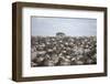 Tourists Watching Large Herd of Wildebeest and Zebras at the Serengeti National Park, Tanzania, Afr-Life on White-Framed Premium Photographic Print