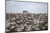 Tourists Watching Large Herd of Wildebeest and Zebras at the Serengeti National Park, Tanzania, Afr-Life on White-Mounted Premium Photographic Print