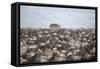 Tourists Watching Large Herd of Wildebeest and Zebras at the Serengeti National Park, Tanzania, Afr-Life on White-Framed Stretched Canvas