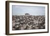 Tourists Watching Large Herd of Wildebeest and Zebras at the Serengeti National Park, Tanzania, Afr-Life on White-Framed Photographic Print