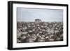 Tourists Watching Large Herd of Wildebeest and Zebras at the Serengeti National Park, Tanzania, Afr-Life on White-Framed Photographic Print