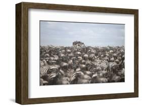 Tourists Watching Large Herd of Wildebeest and Zebras at the Serengeti National Park, Tanzania, Afr-Life on White-Framed Photographic Print