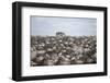 Tourists Watching Large Herd of Wildebeest and Zebras at the Serengeti National Park, Tanzania, Afr-Life on White-Framed Photographic Print