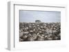 Tourists Watching Large Herd of Wildebeest and Zebras at the Serengeti National Park, Tanzania, Afr-Life on White-Framed Photographic Print