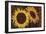 Tournesol I-null-Framed Giclee Print