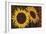 Tournesol I-null-Framed Giclee Print