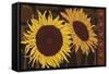 Tournesol I-null-Framed Stretched Canvas