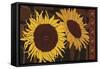 Tournesol I-null-Framed Stretched Canvas