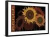 Tournesol II-null-Framed Giclee Print