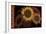 Tournesol II-null-Framed Giclee Print