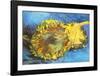 Tournesol-Vincent van Gogh-Framed Art Print
