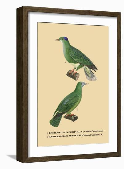 Tourterelle Bleu-Verdin-null-Framed Art Print