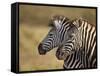 Tow Common Zebra (Plains Zebra) (Burchell's Zebra) (Equus Burchelli)-James Hager-Framed Stretched Canvas