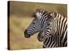 Tow Common Zebra (Plains Zebra) (Burchell's Zebra) (Equus Burchelli)-James Hager-Stretched Canvas