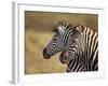 Tow Common Zebra (Plains Zebra) (Burchell's Zebra) (Equus Burchelli)-James Hager-Framed Photographic Print