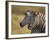 Tow Common Zebra (Plains Zebra) (Burchell's Zebra) (Equus Burchelli)-James Hager-Framed Photographic Print