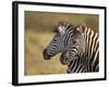 Tow Common Zebra (Plains Zebra) (Burchell's Zebra) (Equus Burchelli)-James Hager-Framed Photographic Print