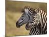 Tow Common Zebra (Plains Zebra) (Burchell's Zebra) (Equus Burchelli)-James Hager-Mounted Photographic Print