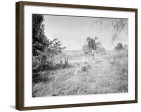 Towards Santiago De Cuba from San Juan Hill-null-Framed Photo