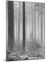 Towards The Light B&W-Andreas Stridsberg-Mounted Giclee Print