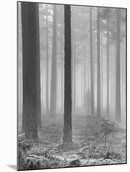 Towards The Light B&W-Andreas Stridsberg-Mounted Giclee Print