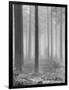 Towards The Light B&W-Andreas Stridsberg-Framed Giclee Print