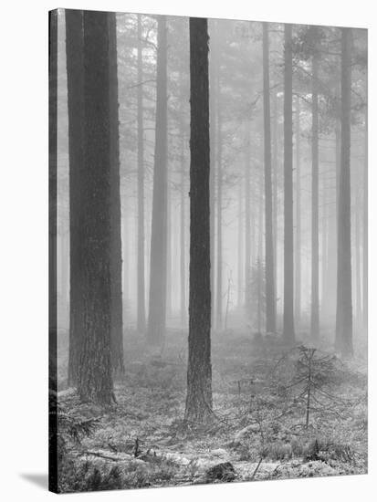 Towards The Light B&W-Andreas Stridsberg-Stretched Canvas