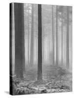 Towards The Light B&W-Andreas Stridsberg-Stretched Canvas