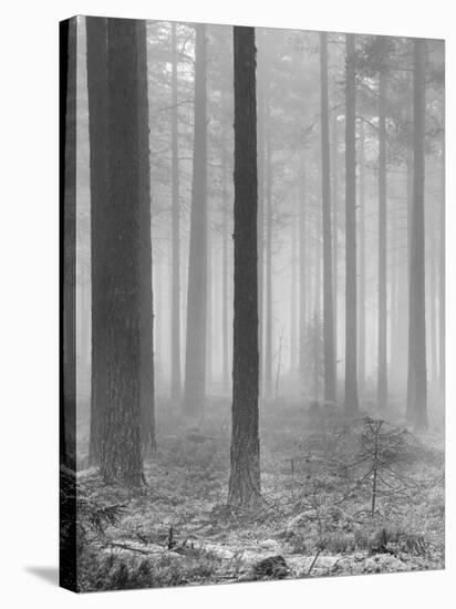 Towards The Light B&W-Andreas Stridsberg-Stretched Canvas