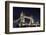 Tower Bridge across the Thames, at Night, London, England, Uk-Axel Schmies-Framed Photographic Print